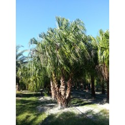 Ribbon Palm Triple